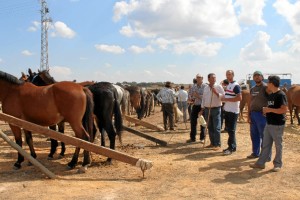 La muestra  contará asimismo con una exposición de carruajes que podrá ser visitada durante estos días.