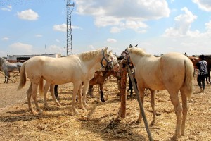 La II Feria Ganadera de Bollullos se celebra del 24 al 27 de septiembre.