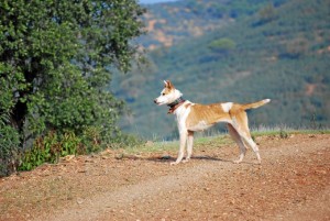 Esta concentración anual tiene su origen en la denominación del Podenco Paternino como raza autóctona.