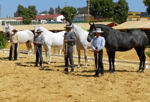 Un total de 75 equinos han participado en el XIV Concurso Morfológico-Funcional de Caballos y Yeguas de Pura Raza Española.