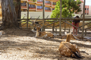 Animales en el parque Prudencio Navarro de Ayamonte.