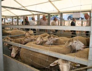 La Feria ha retornado a su origen ganadero y comercial.