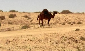 Su rutina diaria está en el desierto.