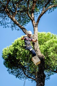 Los nidos van destinados fundamentalmente al anidamiento del carbonero y el hererrillo común. / Foto: Cinta García.