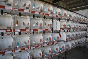 Las aves pueden contemplarse en el pabellón polideportivo cubierto.