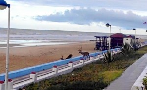 Los ciervos, cruzando a la playa. / Foto: La Mar de Isla Cristina.