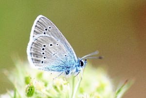 Una de las especies de mariposas.