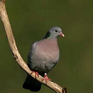 El columbario estuvo habitado por palomas zuritas. / Foto: seo.com