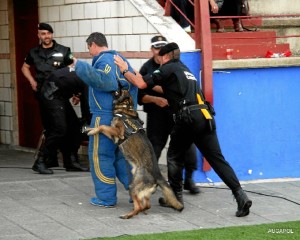 La exhibición consistió en la realización de ejercicios de obediencia, detección de drogas en diferentes casos.