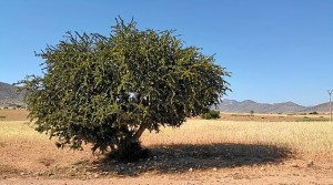 Entre los beneficios del aceite de argán está el ser el más rico en Vitamina E del mundo.