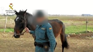 Los dueños de otros animales de la zona le llevaban comida al percatarse de su abandono.