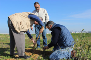 Cuatro especies diferentes han sido utilizadas en esta reforestación.