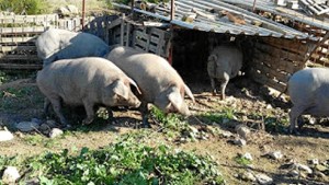 Los cochinos serán rifados al finalizas las fiestas para sufragar gastos. / Foto: sanantonioabadtrigueros.blogspot.com.es/