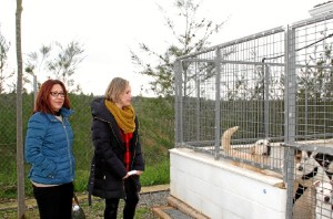 La Diputación impulsa la adopción responsable, la esterilización y el no abandono de animales.