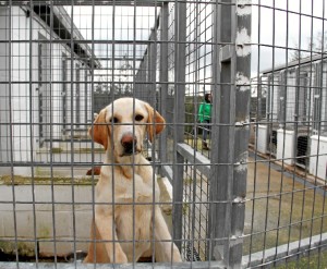 Instalaciones del refugio para animales vagabundos y abandonados que gestiona la institución provincial en Valverde del Camino.