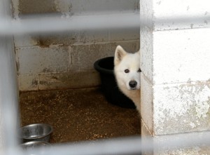 Llamamiento para que las personas que presencien un caso de maltrato animal lo denuncien antes las autoridades correspondientes.