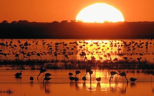 Parque Nacional de Doñana.