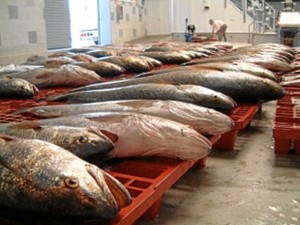 Huelva, un referente en pesca fresca. / Foto: Lonja de Isla Cristina.