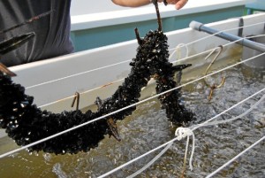 El centro Ifapa Agua del Pino desarrolla una tecnología eficiente de producción de semillas de mejillón en criadero.