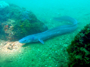 Un ejemplar de 'Conger conger', conocido como congrio o safio. / Foto: Gabriel Gómez.