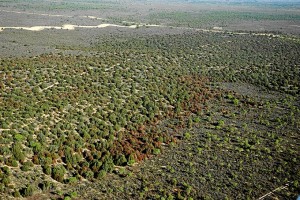 Ecosistema Monte Blanco de Doñana. 