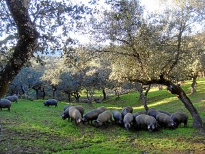 El proyecto europeo Life bioDehesa busca evitar el deterioro de las dehesas en los territorios andaluces. 