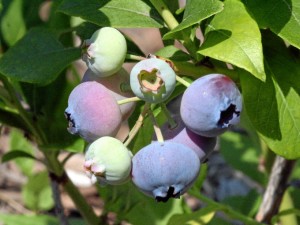 Los investigadores analizaron tres tipos de variedades de arándanos que se cultivan en Huelva.