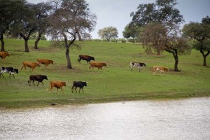 Son muchos los turistas que se interesan por conocer el toro bravo.