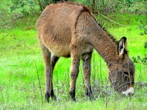 La campaña de desbroce con burros comenzará a mediados de mayo