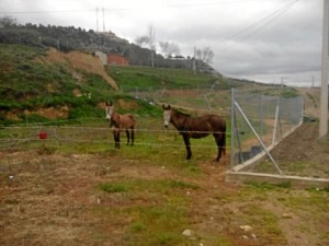 Aseguran que los animales están siendo muy bien cuidados.