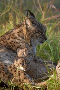 Cachorros de lince ibérico. / Foto: Programa de conservación ex situ del lince ibérico.