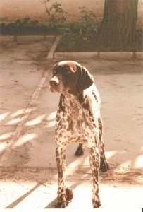 El perro “Morfo”, en Huelva.