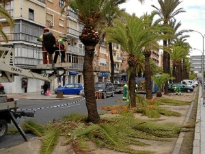 Poda de palmeras en Huelva.