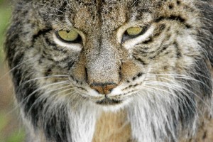 El lince ibérico está catalogado actualmente como especie ‘en peligro’ de extinción. / Foto: cedida por el programa de conservación ex situ del lince ibérico.