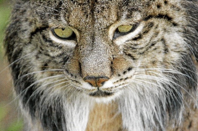 El lince ibérico está catalogado actualmente como especie ‘en peligro’ de extinción. / Foto: cedida por el programa de conservación ex situ del lince ibérico.