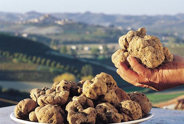 La Turma O Trufa Blanca Una Exquisitez De La Gastronomia Onubense Toda Una Sena De Identidad Del Andevalo Huelva Buenas Noticias