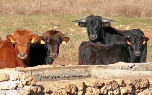 Huelva destaca en ganadería ecológica. / Foto: ecoticias.com.