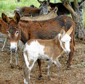 Asnos que han llegado a Doñana.