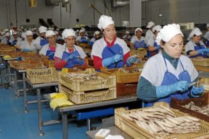 De los productos elaborados comercializados por Usisa destacan los filetes de Caballa y Melva, amparados por las Indicaciones Geográficas Protegidas Caballa y Melva de Andalucía. / Foto: José Rodríguez. 