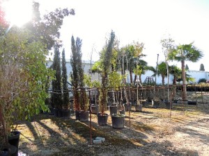 Las obras permitirán cultivar árboles, arbustos y flores mediante distintas técnicas de reproducción como semilleros, estaquillado, injertos o acodos.