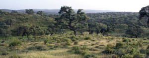 Imagen de la finca en la que se encuentra situado este yacimiento. / Foto: Catálogo exposición 'El Megalitismo en Huelva'.