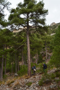 Toma de muestras dendrocronológicas en un ejemplar de Pinus nigra donde se aprecia la corteza blanca característica de la especie.