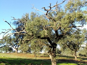 Asaja Huelva advierte de la pérdida de encinas y alcornoques.