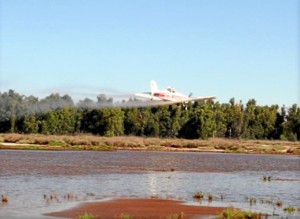 Se ha incrementado el tratamiento de mosquitos ante la coincidencia de lluvias y mareas vivas.