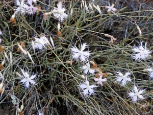 Ejemplar del clave silvestre (dianthus inoxianus), que está siendo objeto de estudio. 