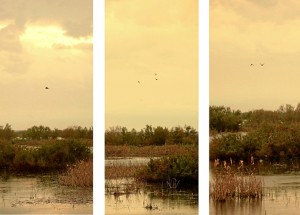 Doñana vista por Cecilia Gilabert.