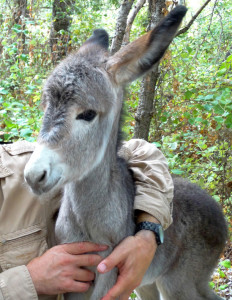 Animales que protegen el Parque.