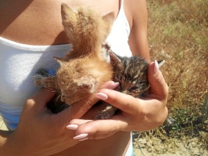 Animales a la espera de adopción. 