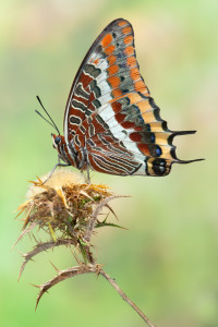 Entre 2009 y 2011 estuvo realizando con otros fotógrafos imágenes de mariposas de Huelva con el objetivo de hacer un libro que finalmente no vio la luz.