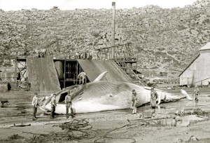 La caza de ballenas había desaparecido en España en el siglo XVIII. / Foto: www.ub.edu